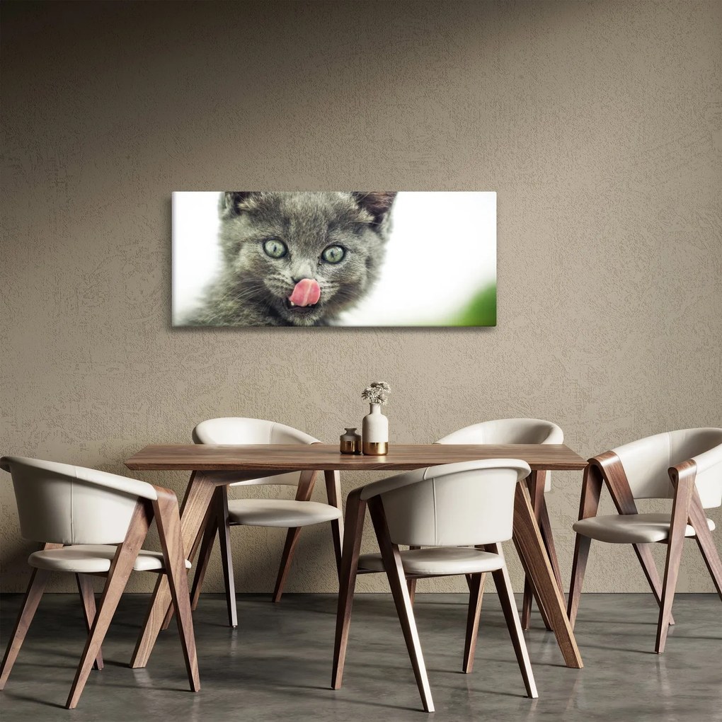 Obraz oblizujícího sa mačiatka (120x50 cm)