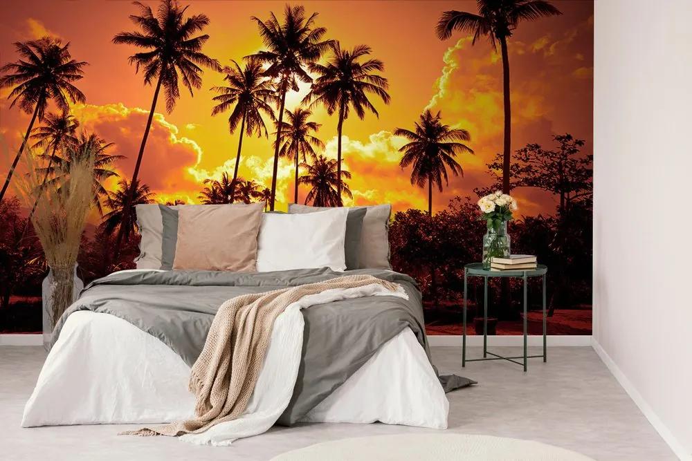 Samolepiaca tapeta kokosové palmy v žiare slnka