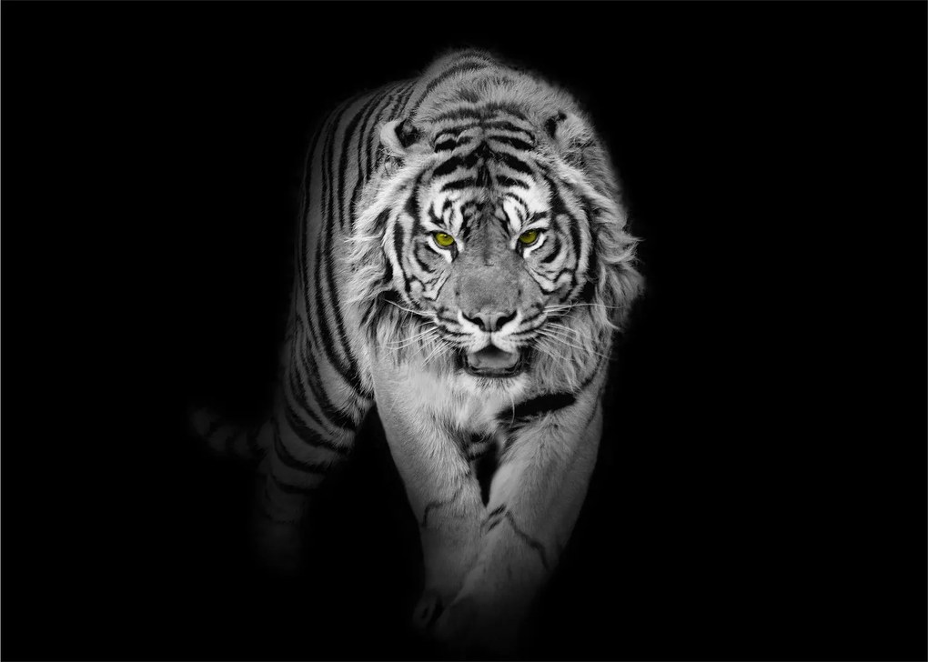 Sklenený obraz - Tiger so žltými očami (70x50 cm)