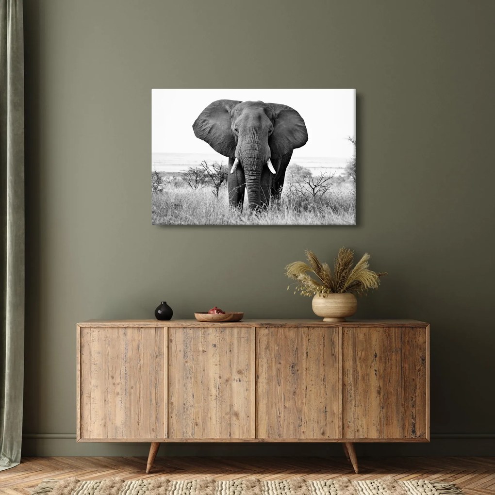 Obraz - Slon africký II. (90x60 cm)