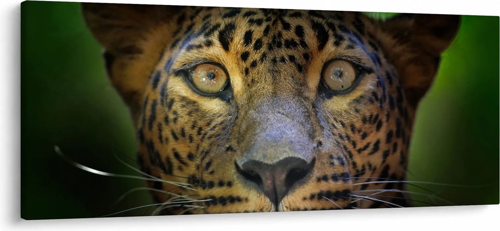 Obraz - Portrét leoparda, Sri Lanka (120x50 cm)