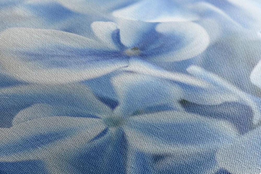 Obraz modro-biele kvety hortenzie - 120x60