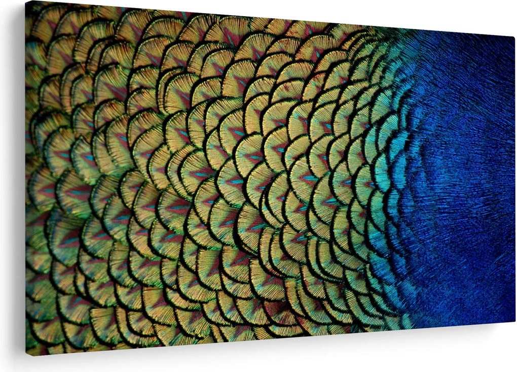 Obraz - Pávie perie (90x60 cm)