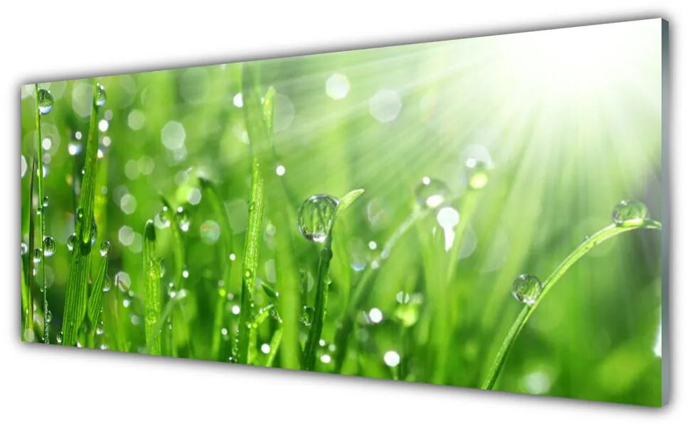 Obraz plexi Príroda tráva kvapky 125x50 cm