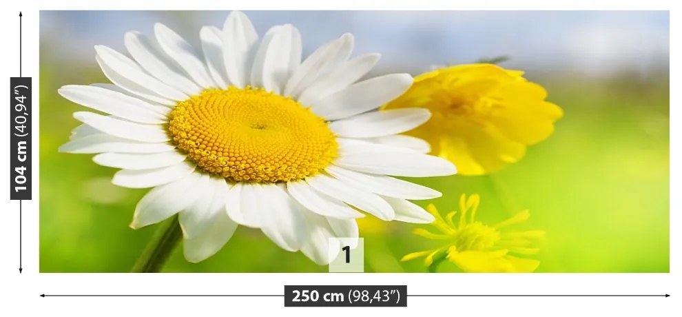 Fototapeta Vliesová Harmanček kvety 152x104 cm