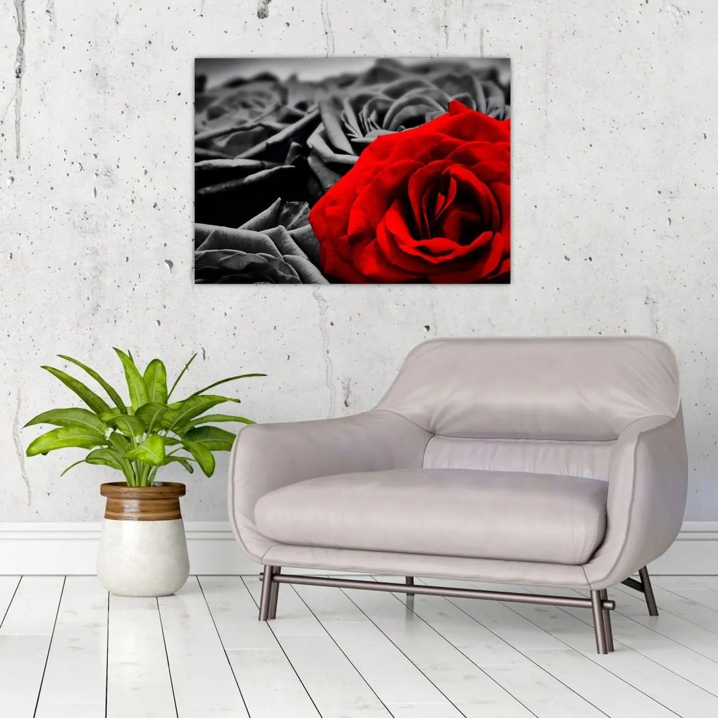Sklenený obraz - Kvety ruží (70x50 cm)