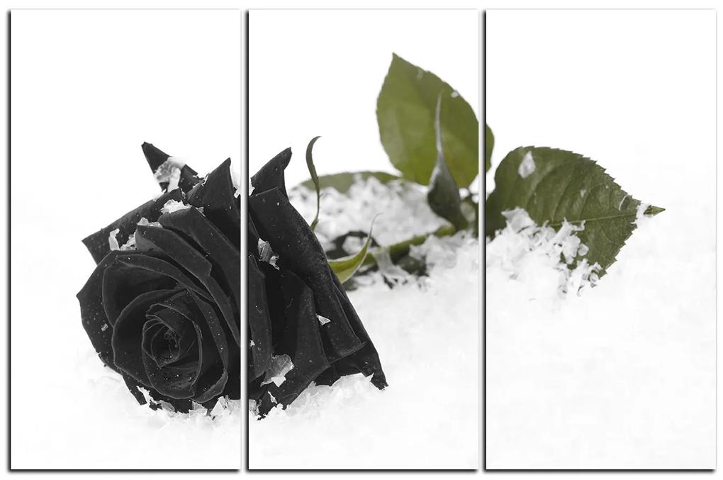 Obraz na plátne - Ruža na snehu 1103QB (105x70 cm)
