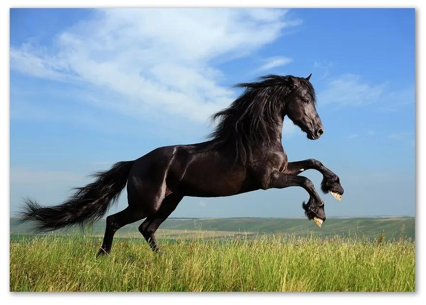 Moderný sklenený obraz z fotografie Čierny kôň na lúke pl-osh-100x70-f-26473191