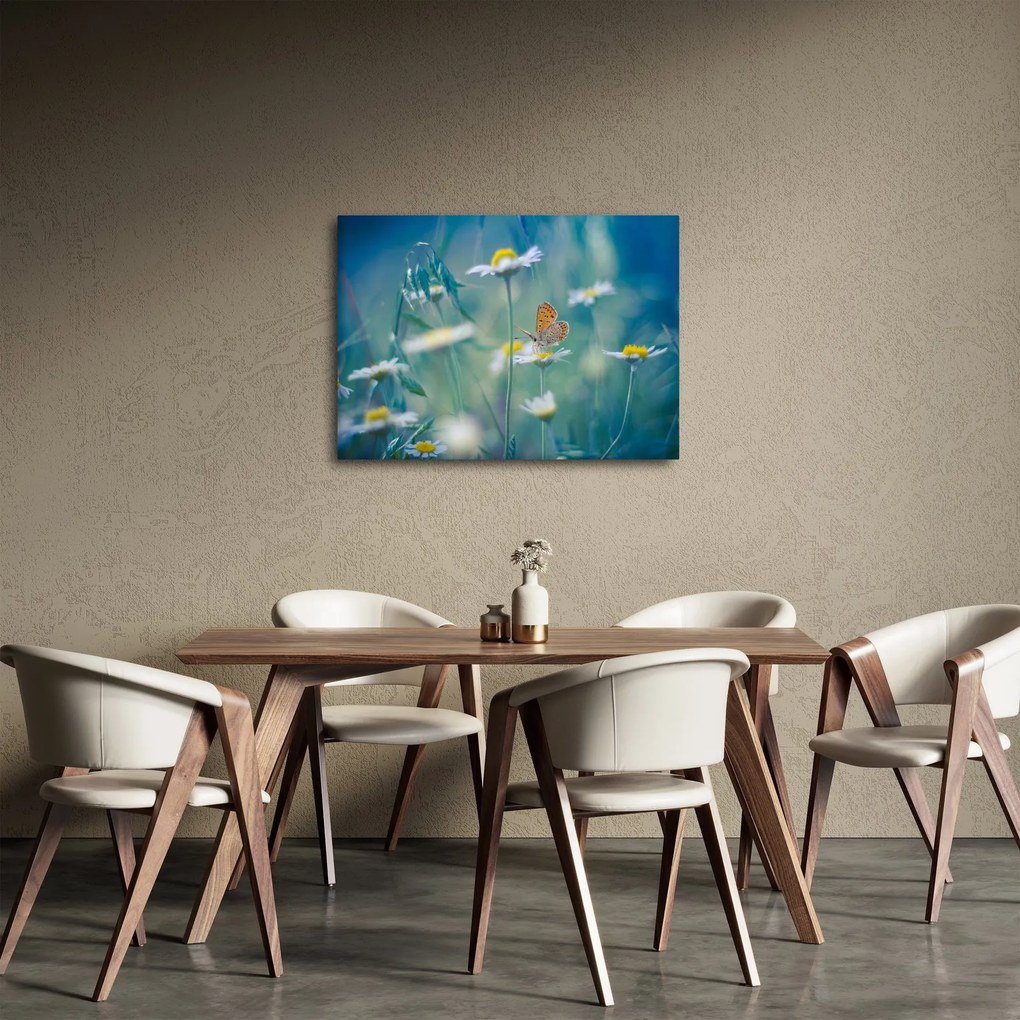 Obraz - Motýľ na sedmokráske (70x50 cm)
