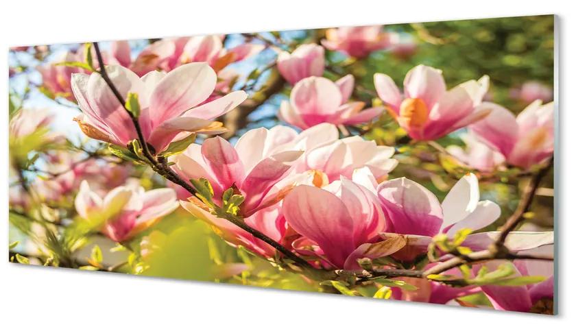 Obraz plexi Ružová magnólia 120x60 cm