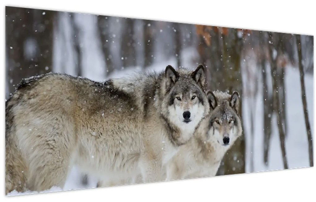 Obraz - Vlci v zime (120x50 cm)