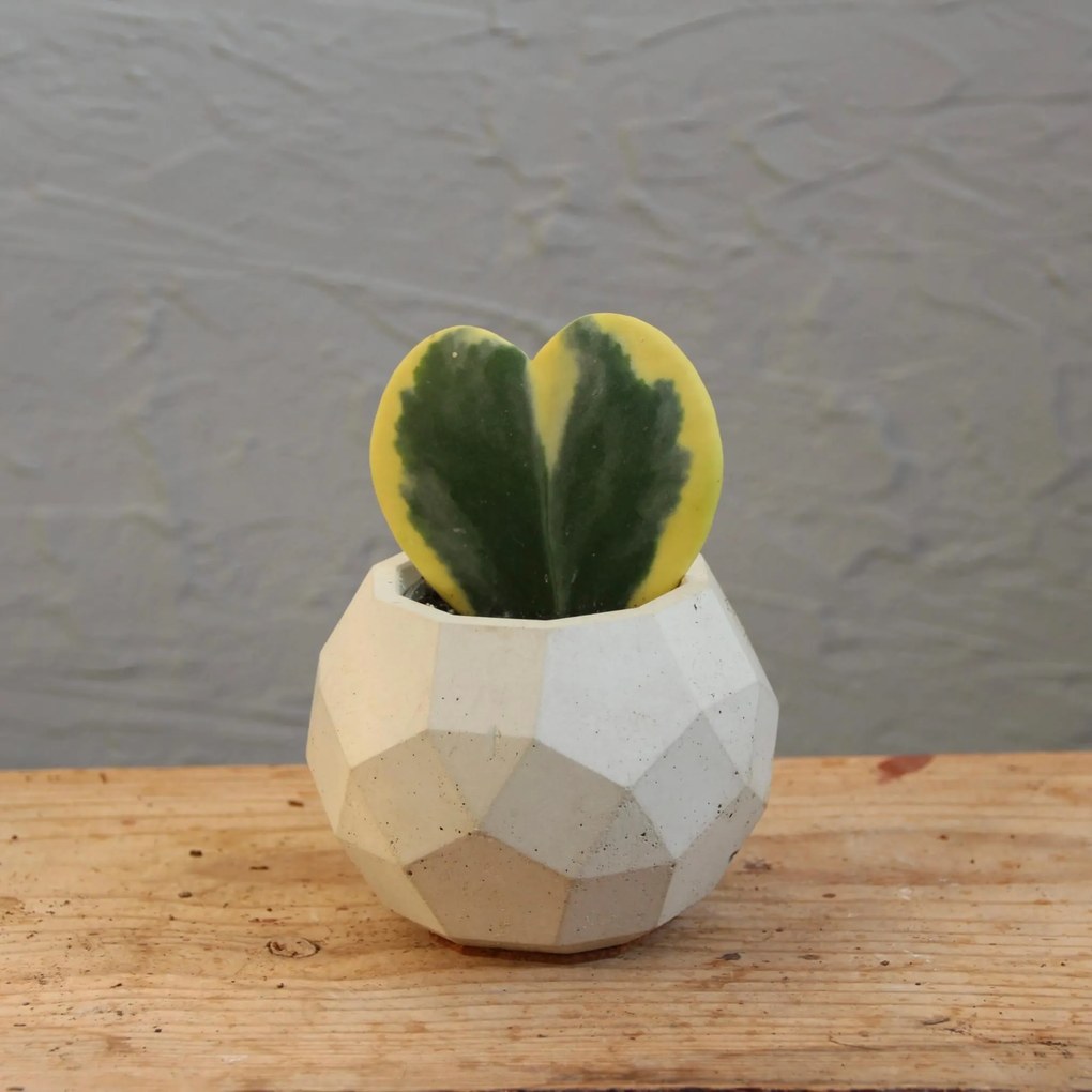 Hoya Kerrii Variegata baby