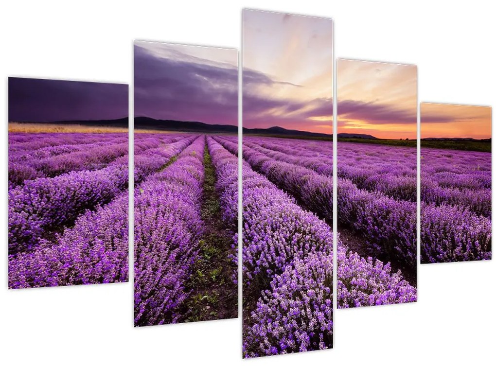 Obraz - Levanduľové pole pri západe slnka (150x105 cm)