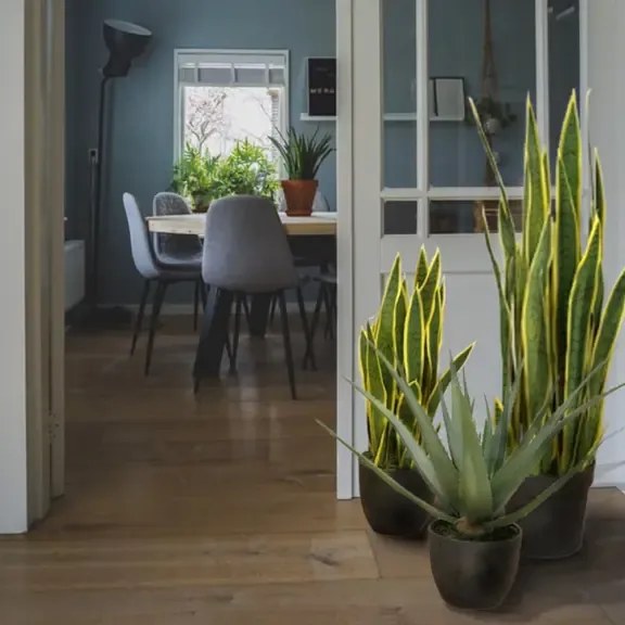 Artificial plant Sansewieria Laurentii 65cm