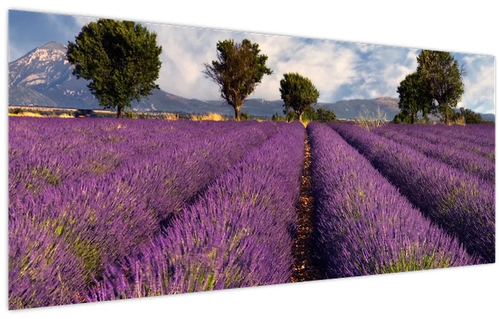 Obraz - Levanduľové pole a hory (120x50 cm)