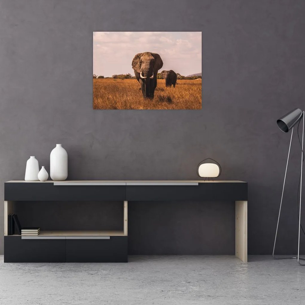 Sklenený obraz - Príchod slona (70x50 cm)