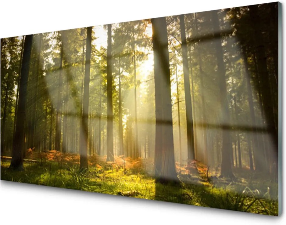 Akrylové obraz Skleněný les příroda