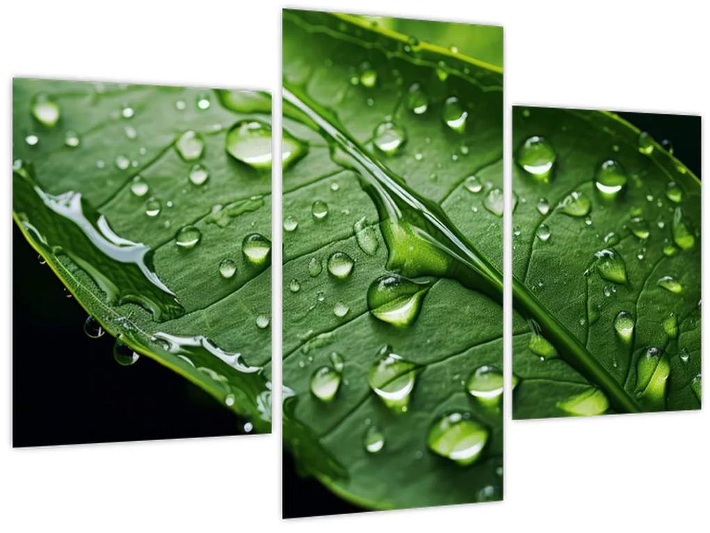 Obraz - List po daždi (90x60 cm)