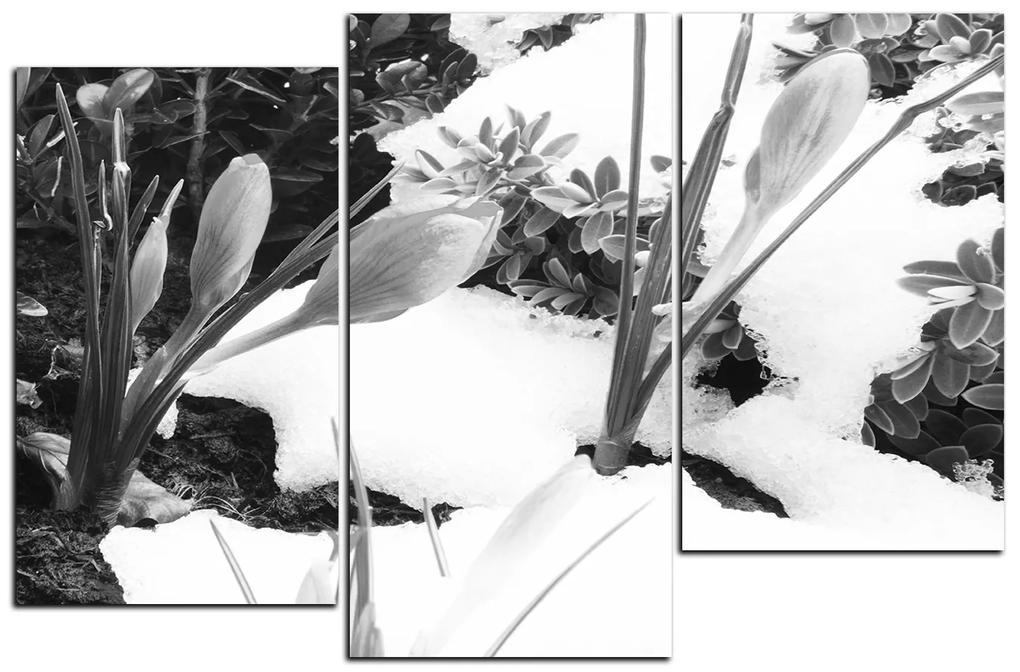 Obraz na plátne - Skoré jarné kvetiny 1242QD (105x70 cm)