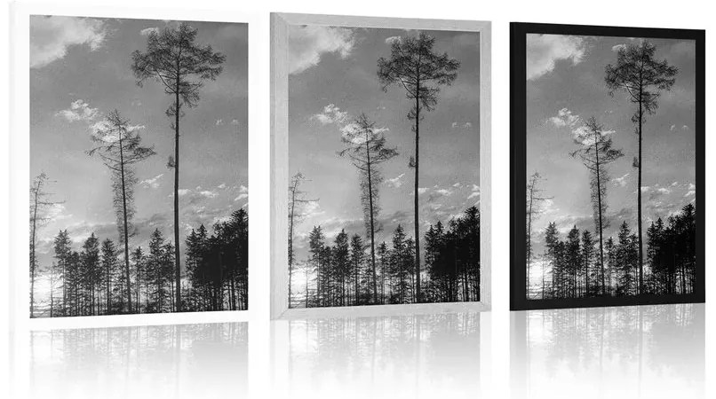 Plagát podvečer v lese v čiernobielom prevedení - 30x45 white