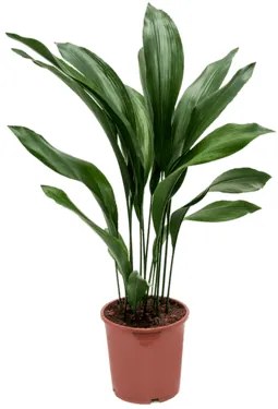 Aspidistra elatior pots.21 cm v. 90 cm