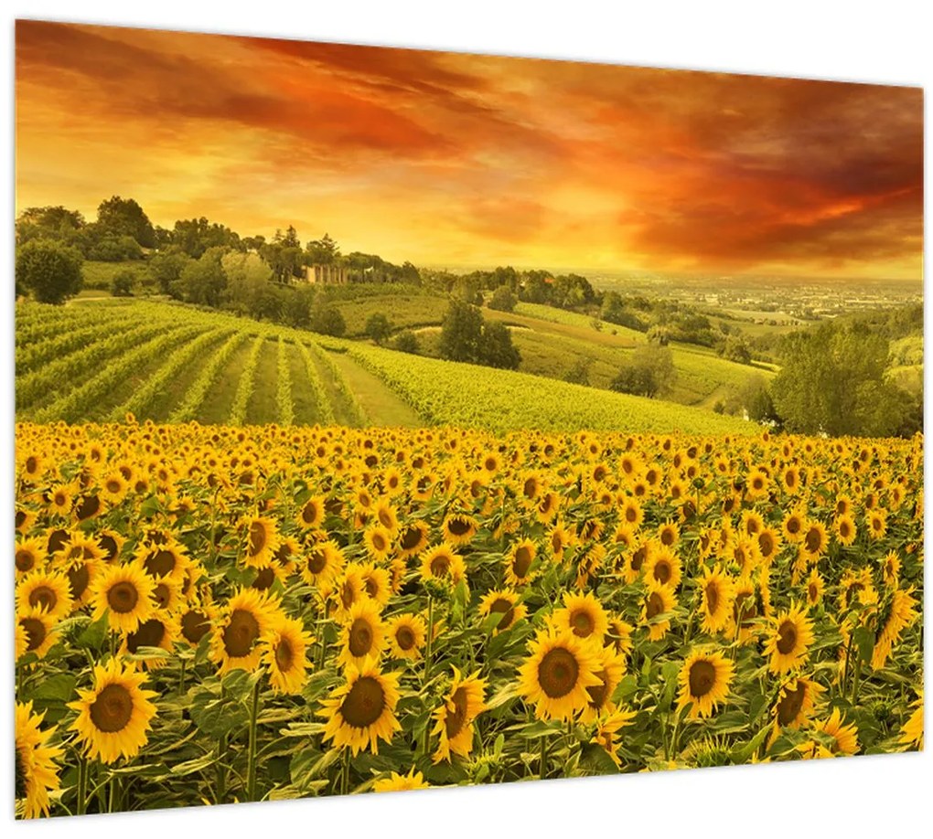 Sklenený obraz - Slnečnicové pole (70x50 cm)
