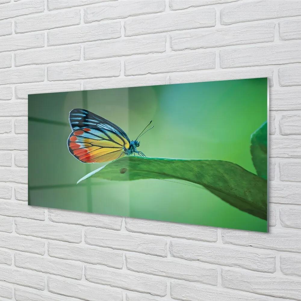 Sklenený obraz Farebný motýľ krídlo 100x50 cm