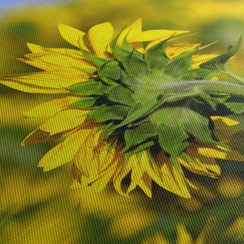 Obraz slnečnice (150x105 cm)