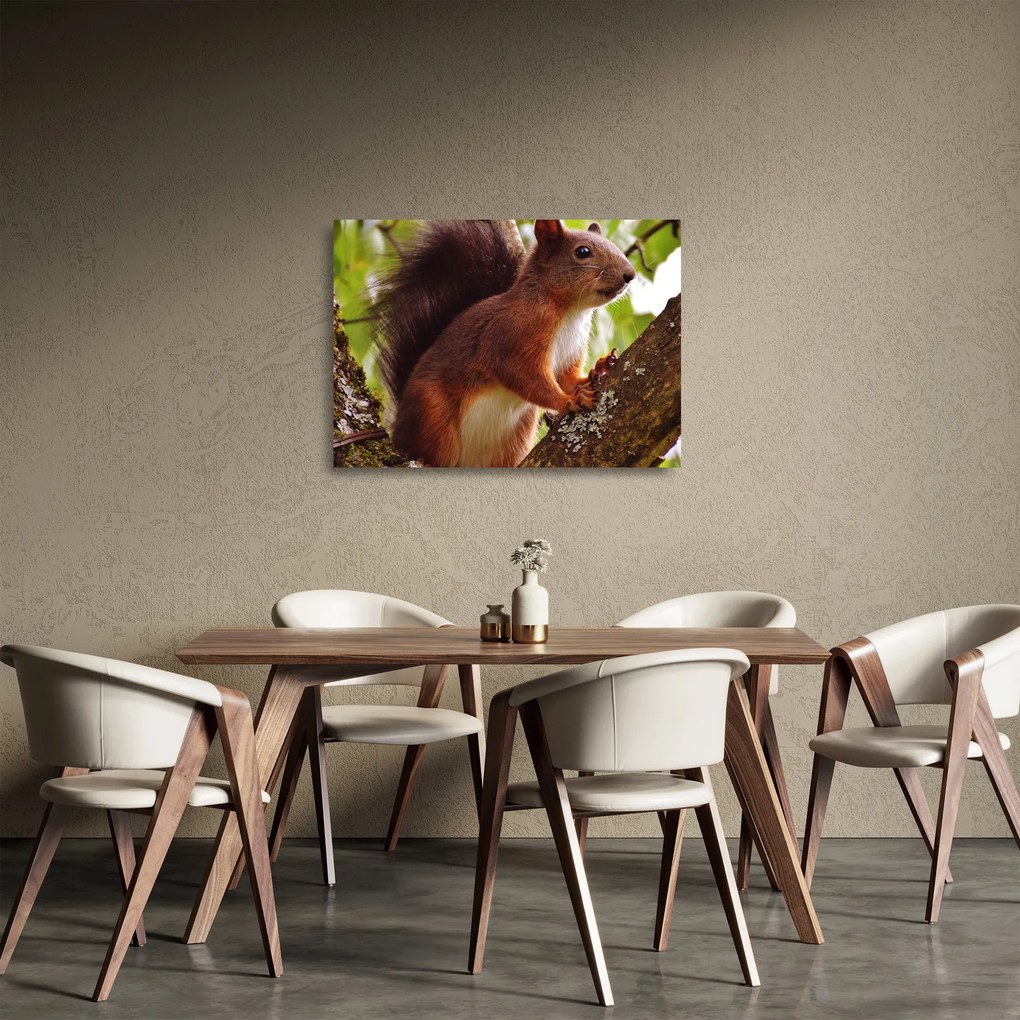 Sklenený obraz veveričky (70x50 cm)