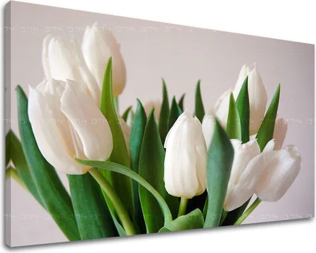 Obraz na stenu KVETY TULIPÁNY XOBKV108E11 - 100x150 cm