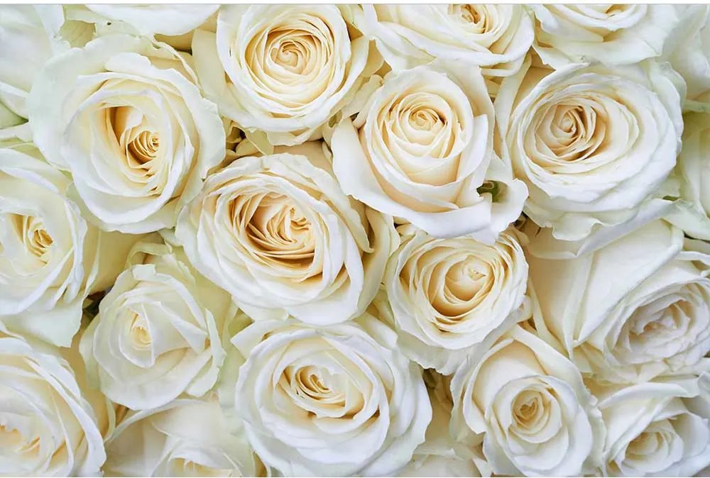 Dimex SK Fototapeta Biele ruže 3 rôzne rozmery S - š-150 x v-250 cm