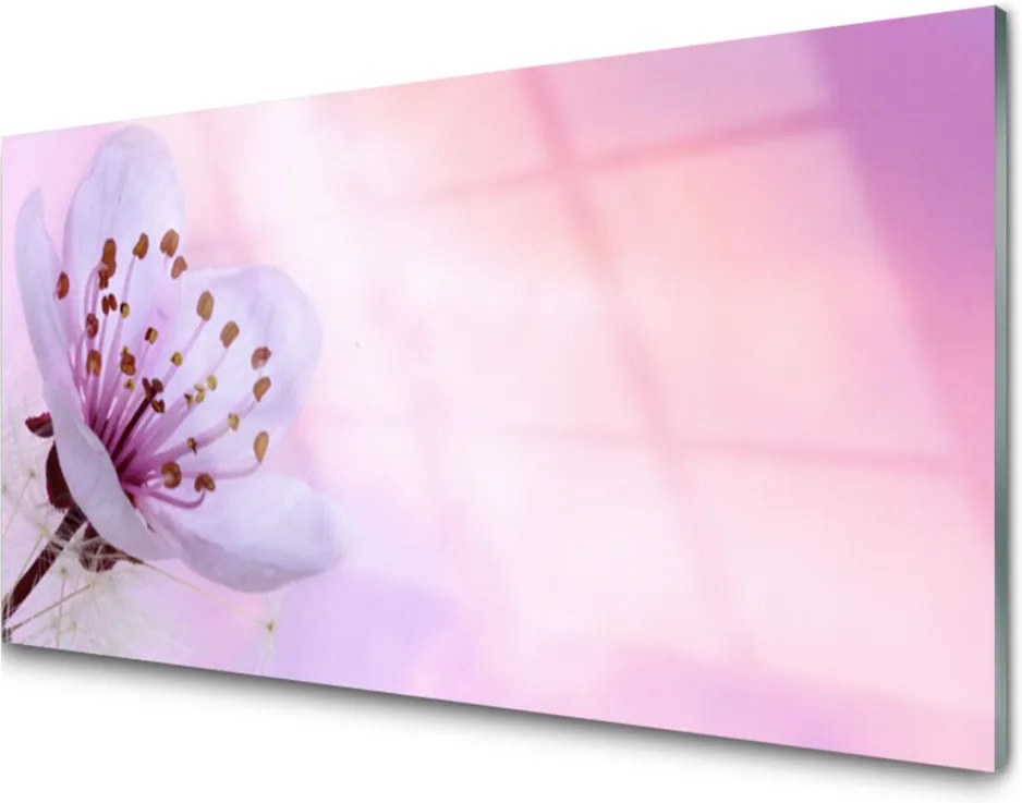 Obraz na akrylátovom skle Kvet Rastlina Príroda