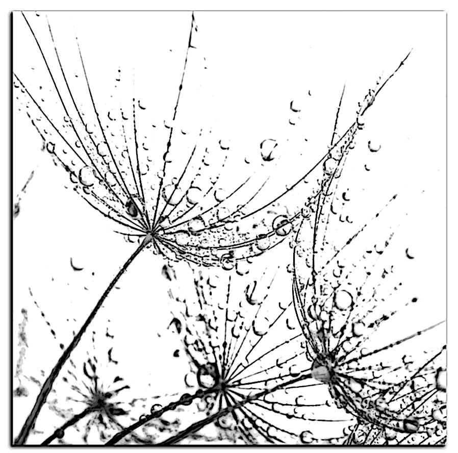 Obraz na plátne - Pampeliškové semienka s kvapkami vody - štvorec 3202QA (50x50 cm)