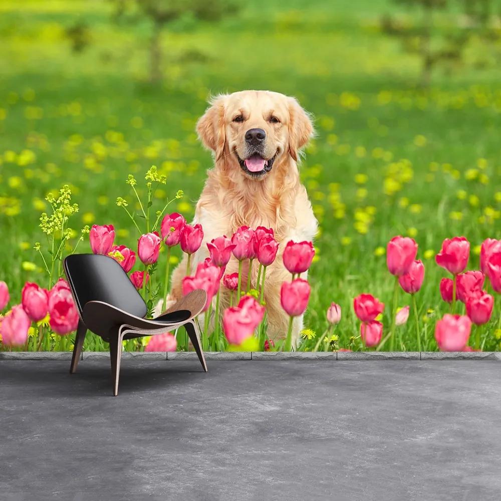 Fototapeta Vliesová Psie tulipány 312x219 cm