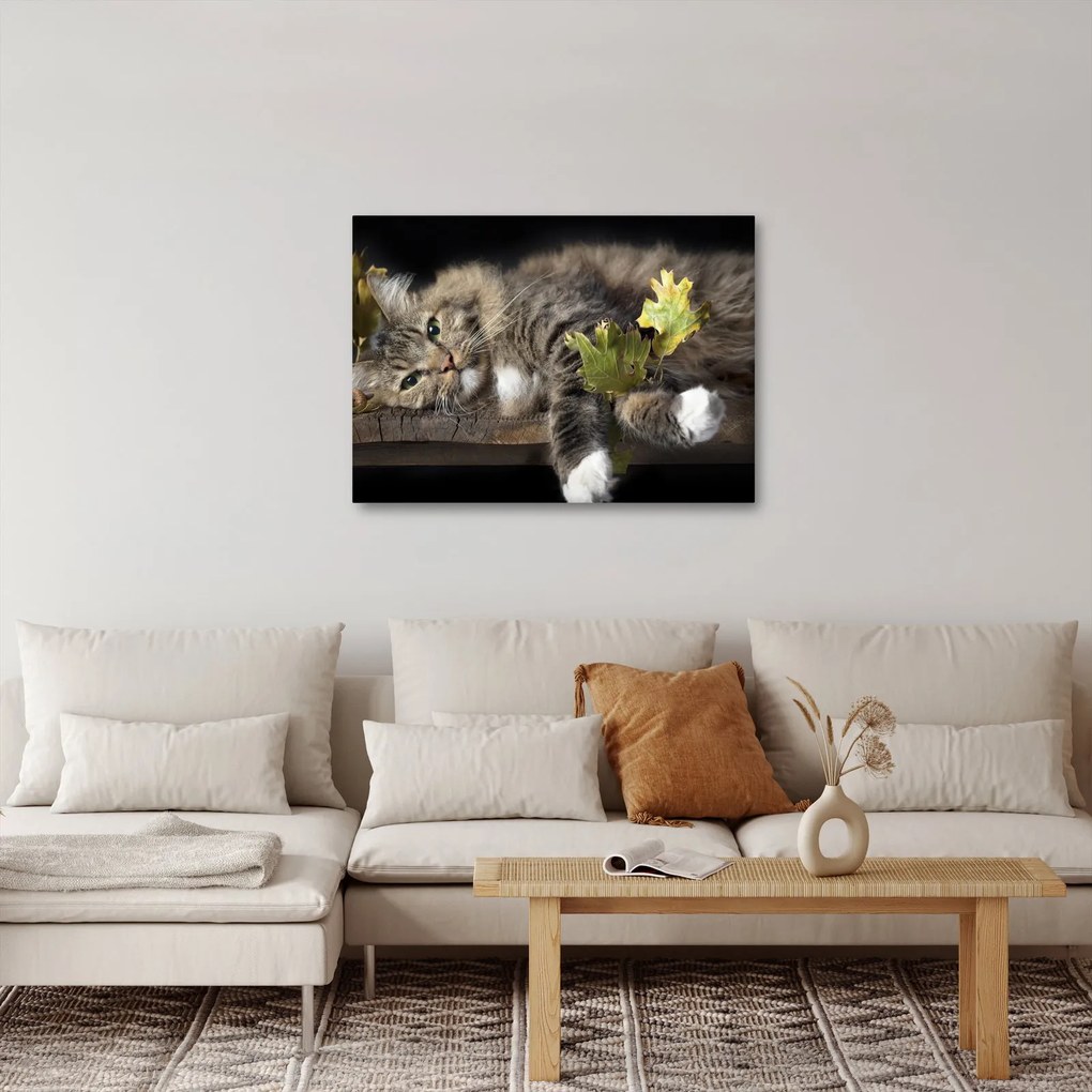 Obraz - Ležiaca mačka (70x50 cm)