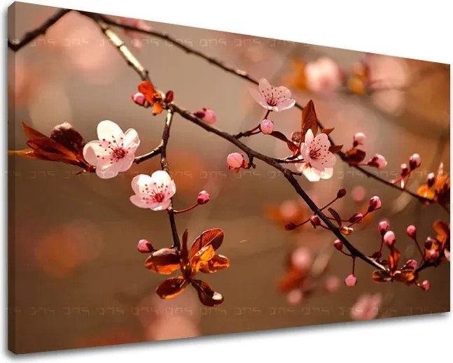 Obraz na stenu KVETY KV029E11 - 40x60 cm