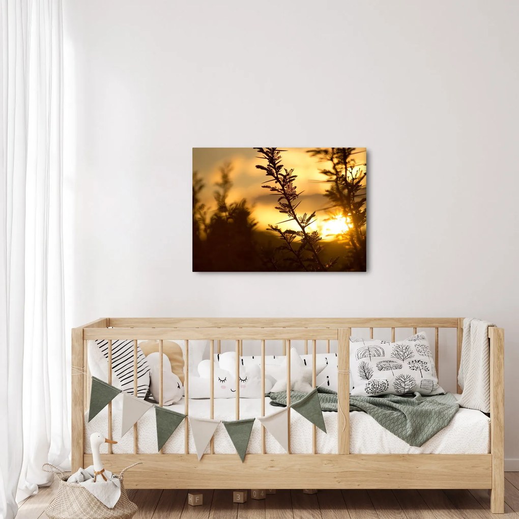 Obraz - Slnko zapadajúce za stromami (70x50 cm)