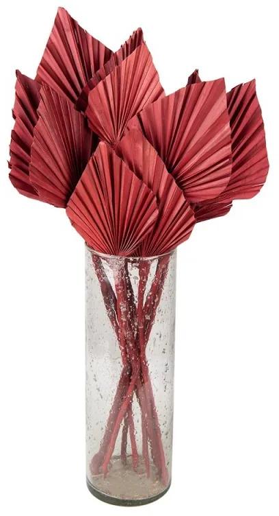 Vínová kytica sušené palmové listy - 55 cm (12ks)
