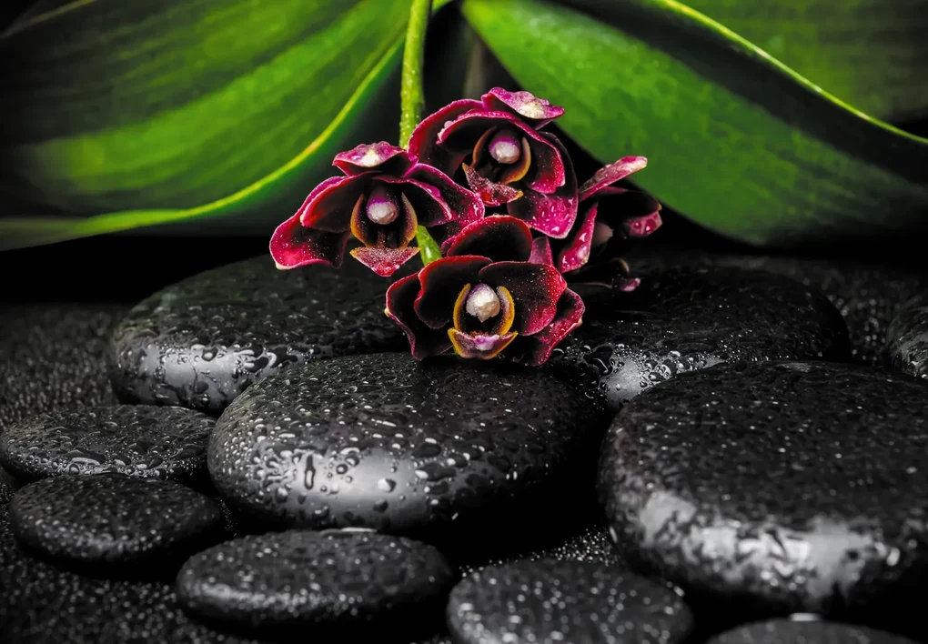 Fototapeta - Orchidea a kamene (147x102 cm)