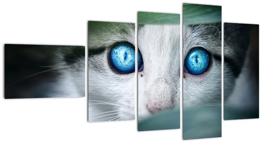 Obraz mačky, žiarivé oči