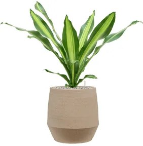 Dracaena fragrans burley 21x75 cm