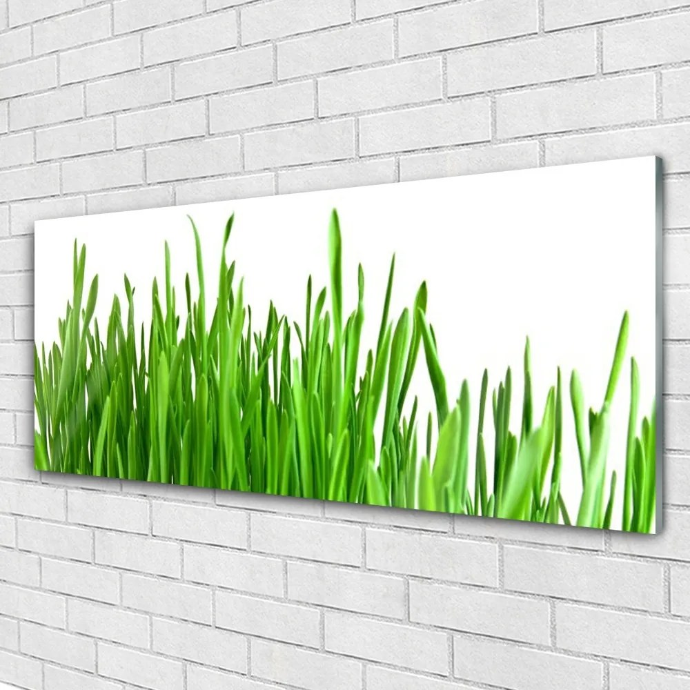 Obraz na akrylátovom skle Tráva rastlina príroda 125x50 cm