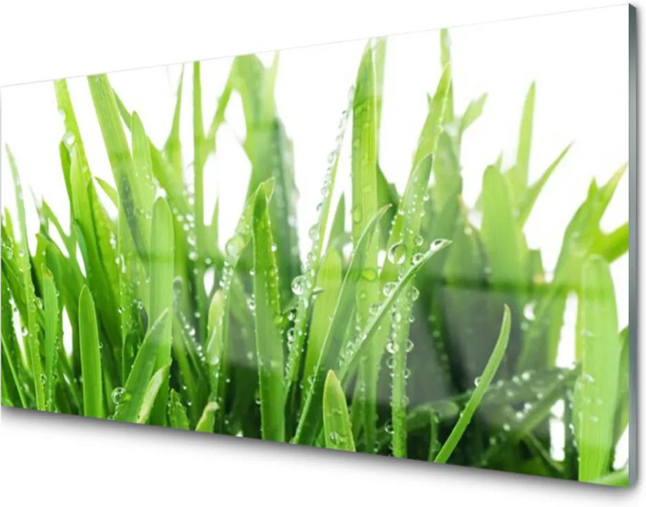Obraz na skle Skleněný tráva rostlina