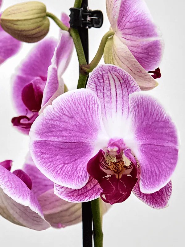 Phalaenopsis (Orchidea) Ping Pong pink 12x75 cm