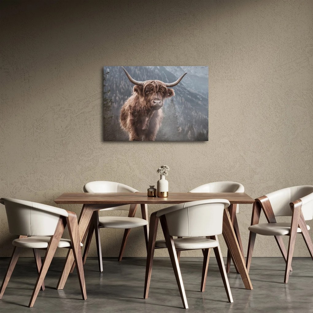 Obraz - Highlander krava (70x50 cm)
