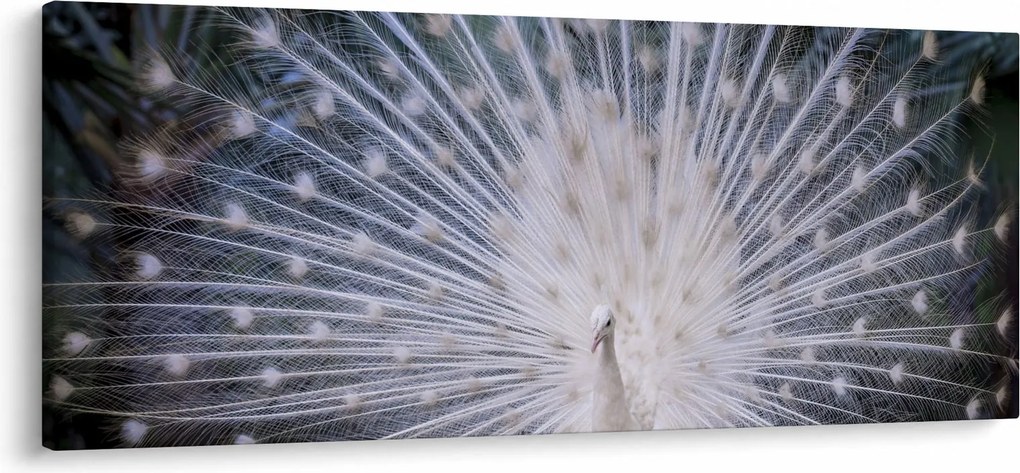 Obraz - Biely páv (120x50 cm)