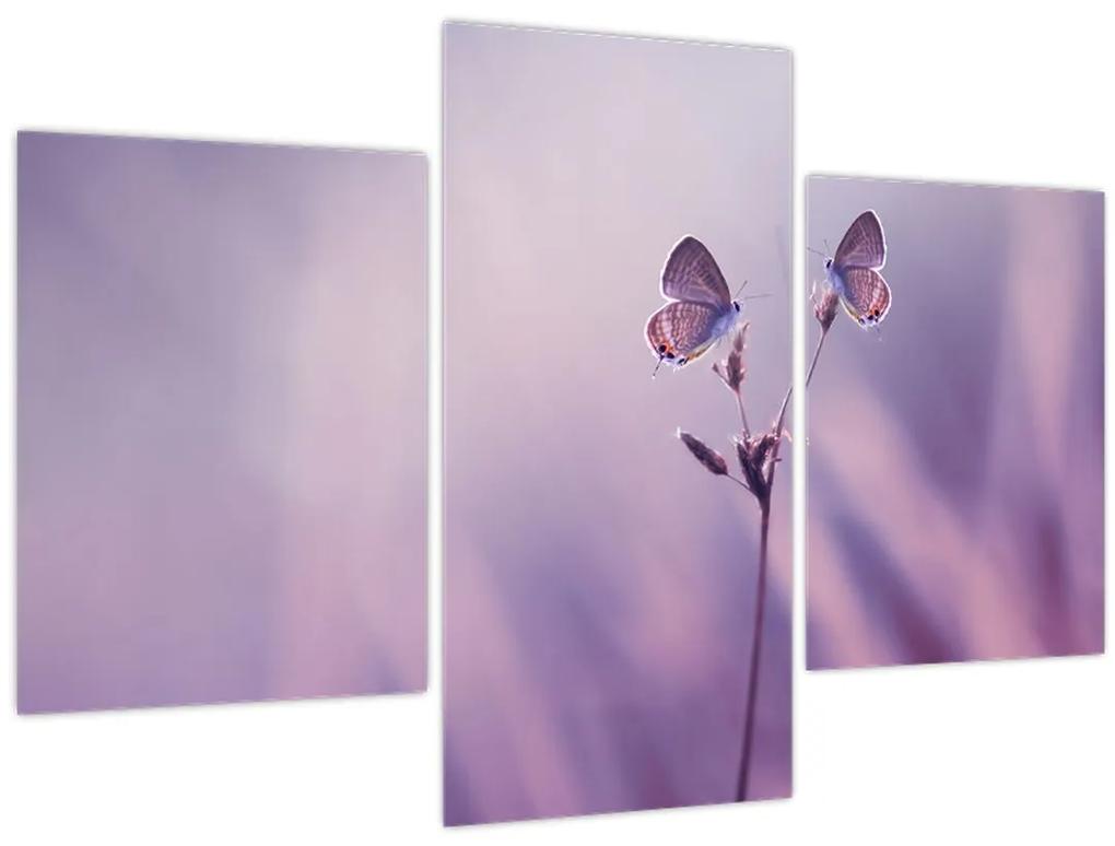Obraz - Fialové motýliky (90x60 cm)