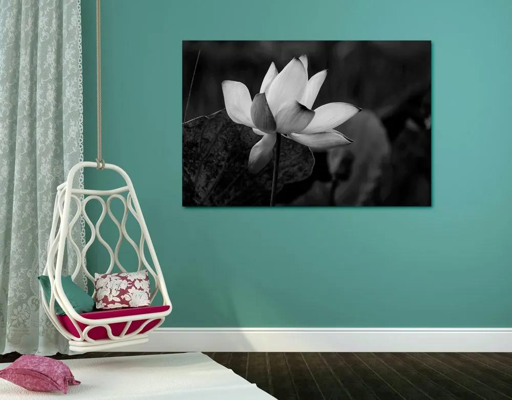 Obraz jemný lotosový kvet v čiernobielom prevedení Varianta: 120x80