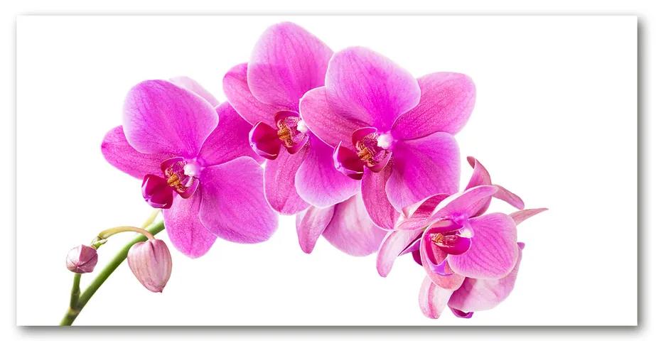Foto obraz akrylový Ružová orchidea pl-oa-140x70-f-67673367