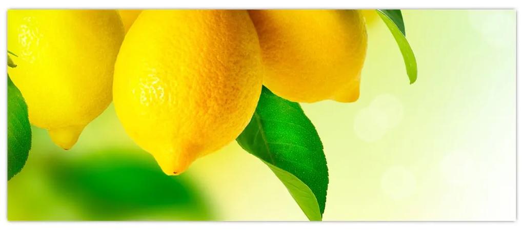 Obraz citrónov (120x50 cm)